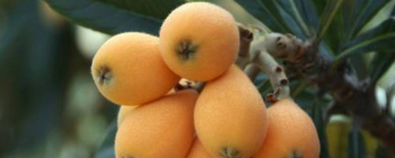 野生枇杷果有什么作用