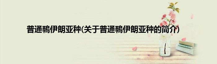 普通鳾伊朗亚种(关于普通鳾伊朗亚种的简介)
