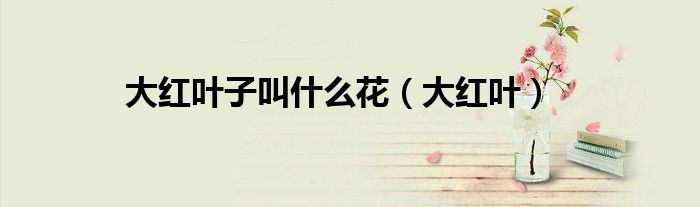 大红叶子叫什么花（大红叶）