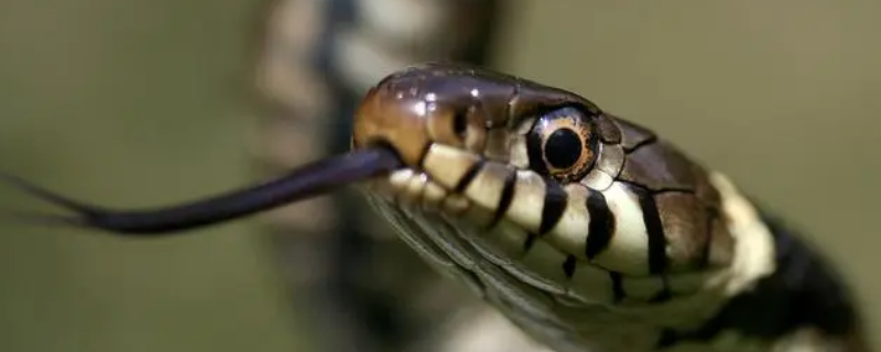 十家九户红灯笼是解什么生肖