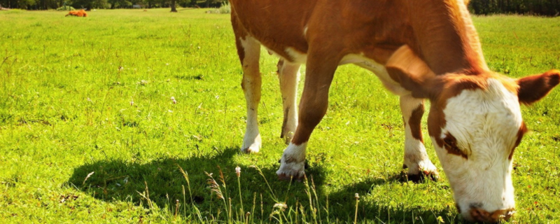 厚德载物打一正确生肖