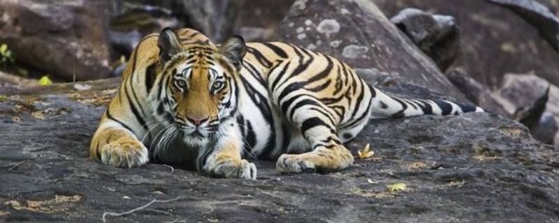 野心十足攻八地指的是什么生肖