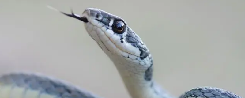 属蛇人的执行能力