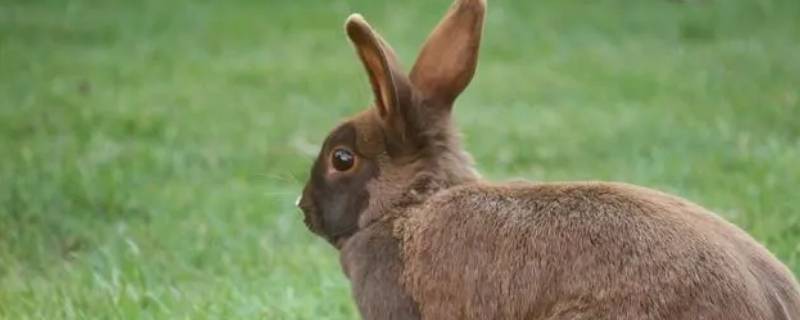 红豆相思打一正确生肖