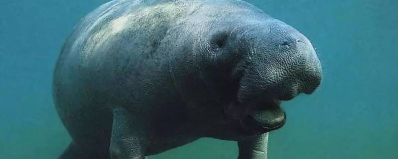 儒艮和海牛有什么区别