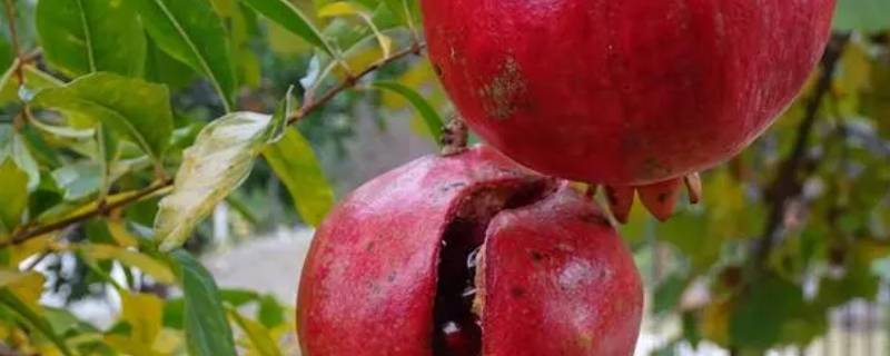 什么样的石榴只开花不结果