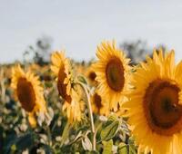 队长在确权地时,故意不告知本人,算是违法又怎么办?请给保贵议建