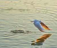 购四方的东西是真的吗?请买过的人回答。