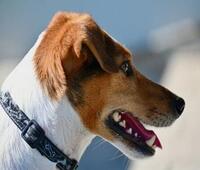 什么公l司做的会议音响系统好呢